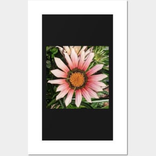 Pink Gazania Flower Posters and Art